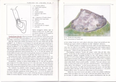 Turaidas lībiešu pilskalns mūra pils vietā – plāns un rekonstrukcija. Atvērums no brošūras: Jānis Graudonis. Turaida un lībiešu pils. Turaidas muzejrezervāts, 1998.