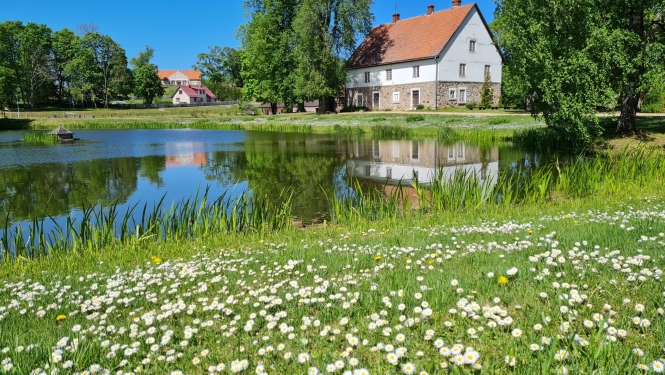  Gleznains skats uz Turaidas muižas dīķi un vēsturisko apbūvi saulainā vasaras dienā; priekšplānā ziedoša pļava ar mārpuķītēm.