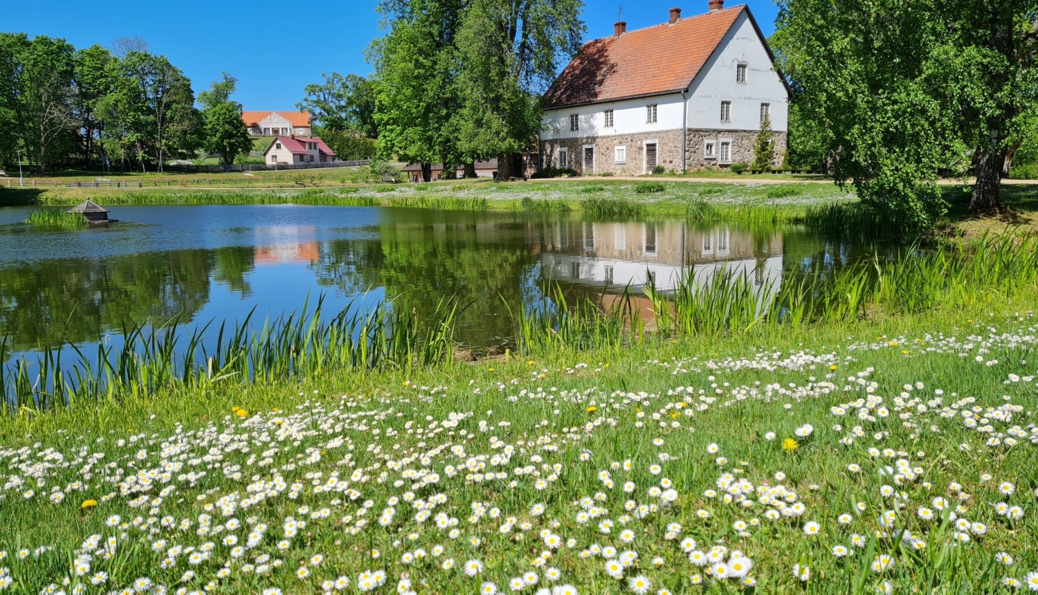  Gleznains skats uz Turaidas muižas dīķi un vēsturisko apbūvi saulainā vasaras dienā; priekšplānā ziedoša pļava ar mārpuķītēm.
