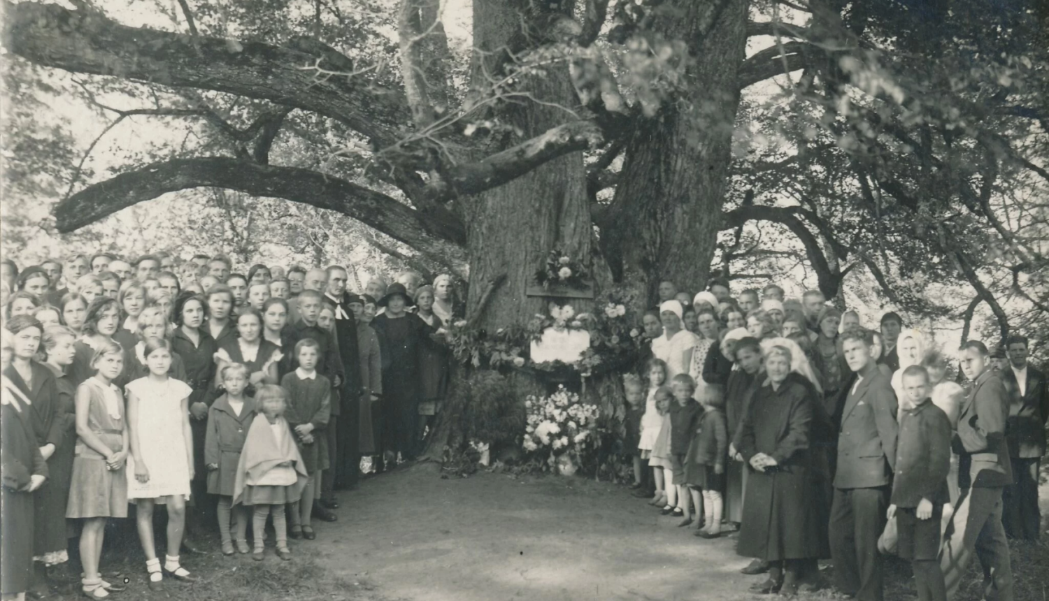 Turaidas Rozes piemiņas vieta.Pie lielās liepas piestiprināta balta plāksne, uz kuras rakstīts: “Še dus Turaidas Roze”, virs tās redzama vecā koka plāksne. Abas rotātas puķēm un zaļumu vītnēm, pie liepas abās pusēs stāv cilvēki.